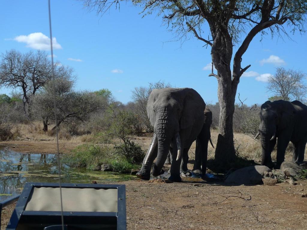 Masodini Game Lodge Grietjie Game Reserve Εξωτερικό φωτογραφία